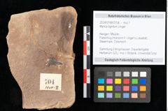 Foto (Objekt + Etikett) von Myrica lignitum Unger (NHMW-GEO-2024-0188-0704)